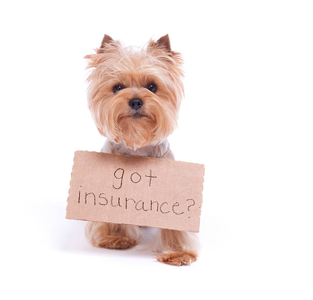 Is there any Service Dog Insurance Plan? Is there any Service Dog Insurance Plan?