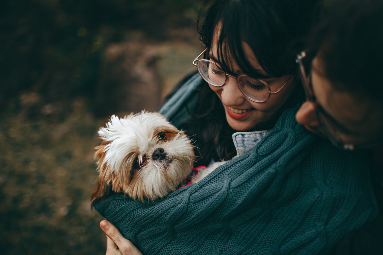 therapy dog requirements