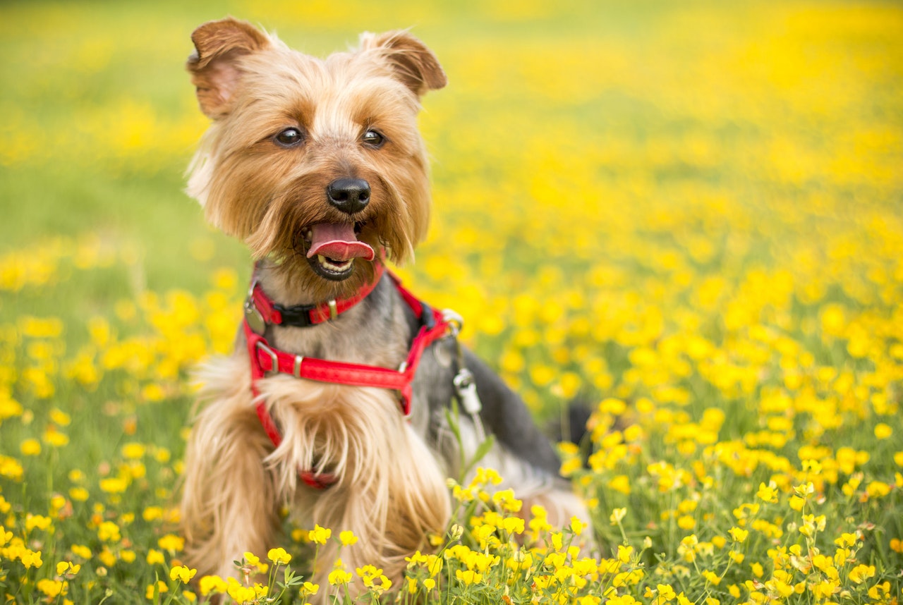 yorkie psychiatric service dog