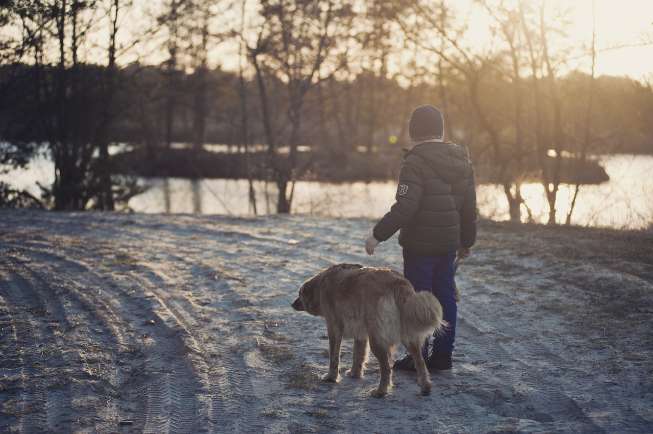 walking dogs ini snow