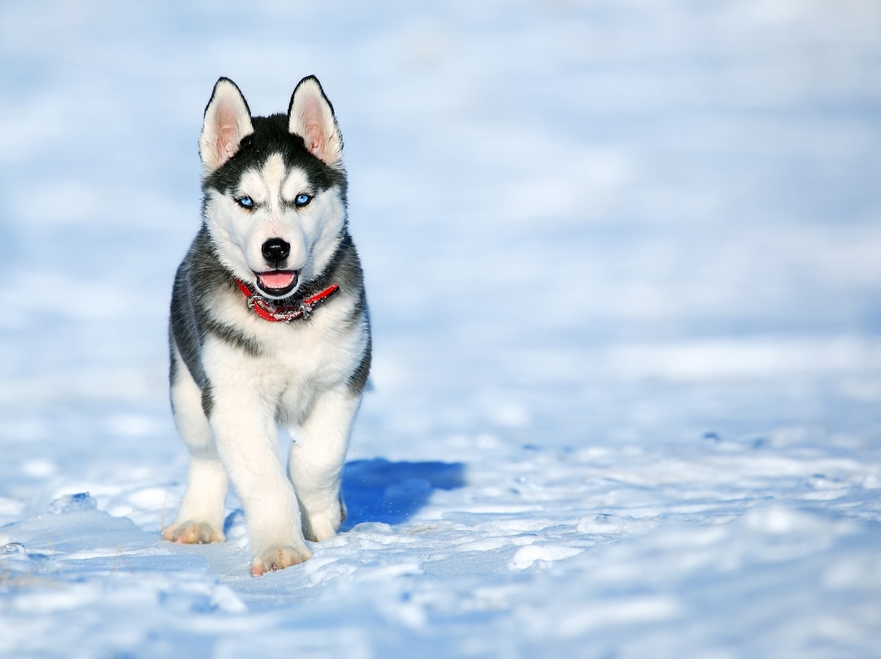 dog in winter