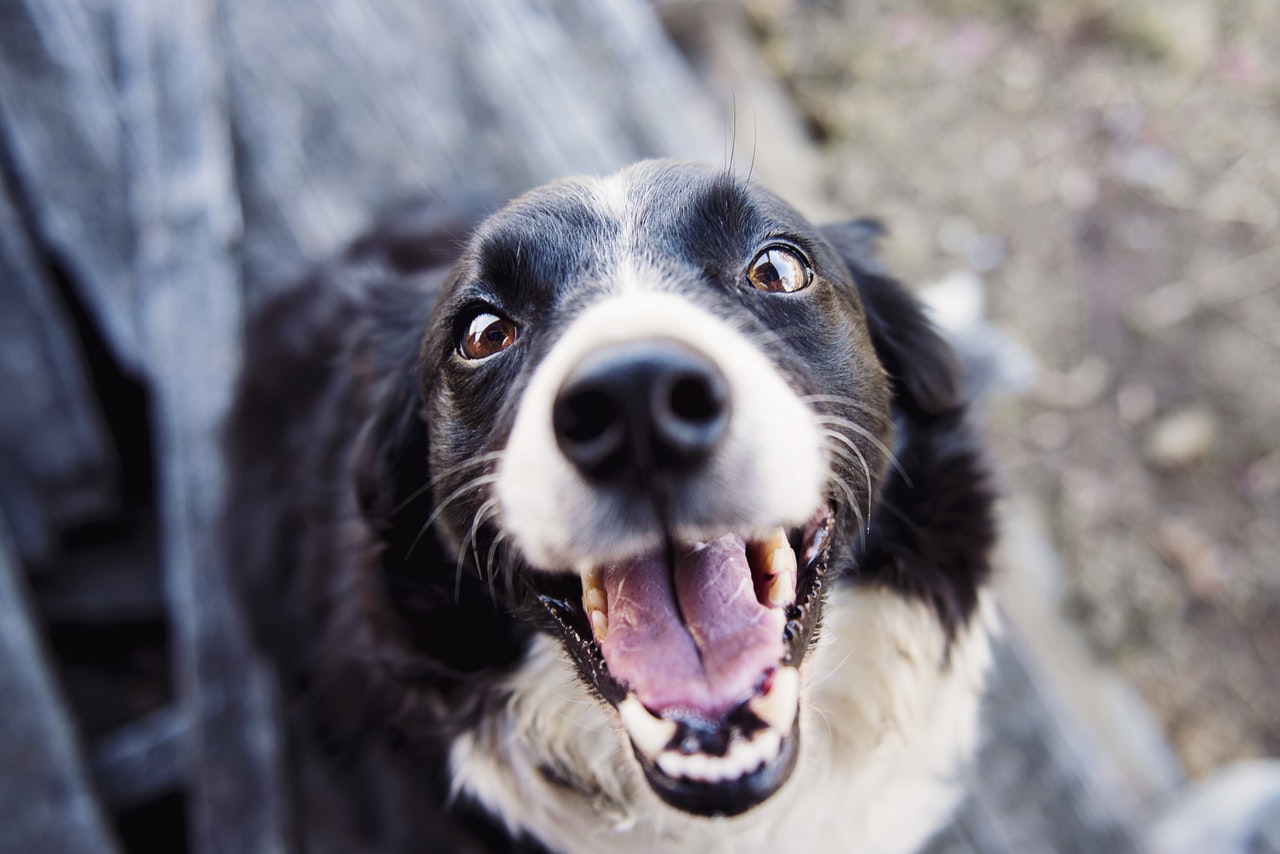  how to stop a dog from barking