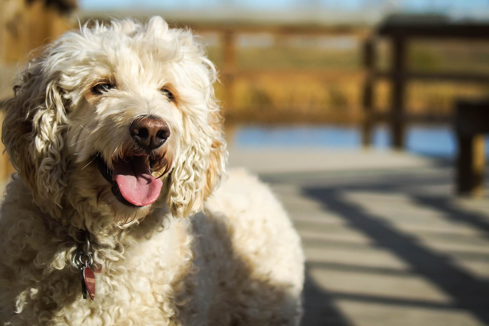 poodle service dog