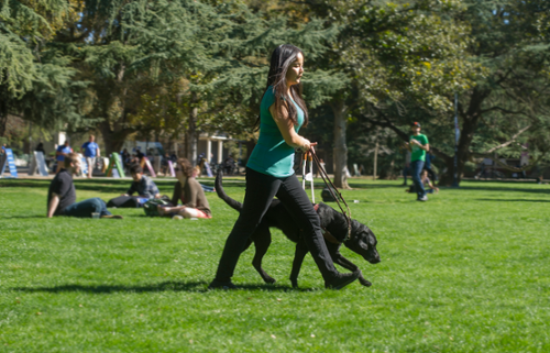 emotional support dog in college