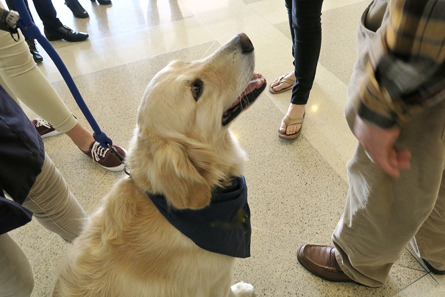 how to get a dog registered as a therapy dog