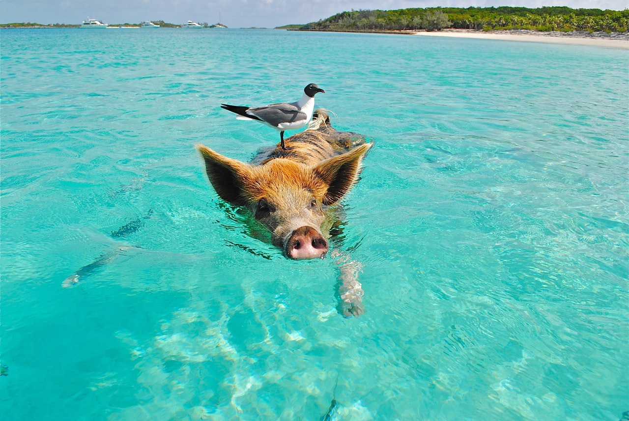 emotional support pig