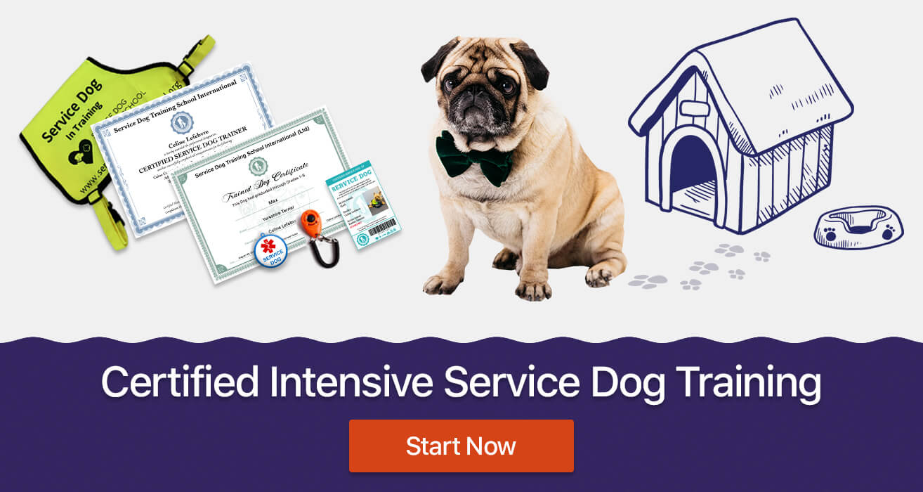 service dog training online