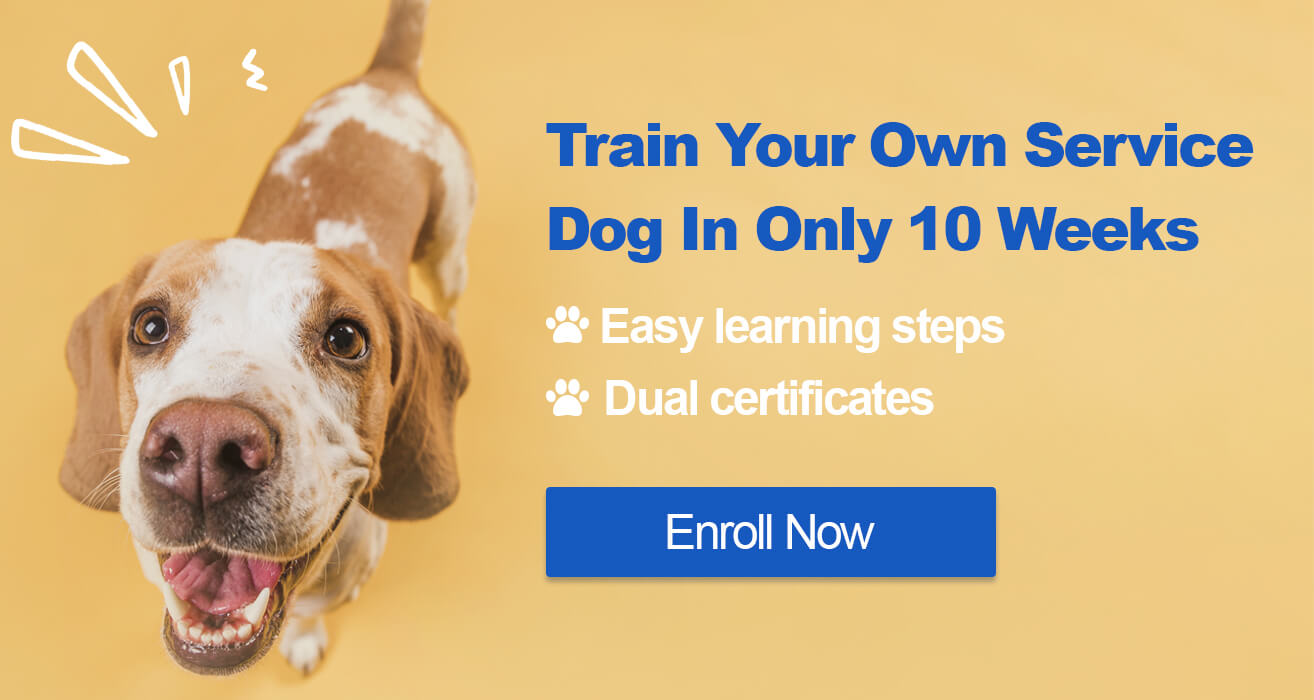 certified intensive service dog training course