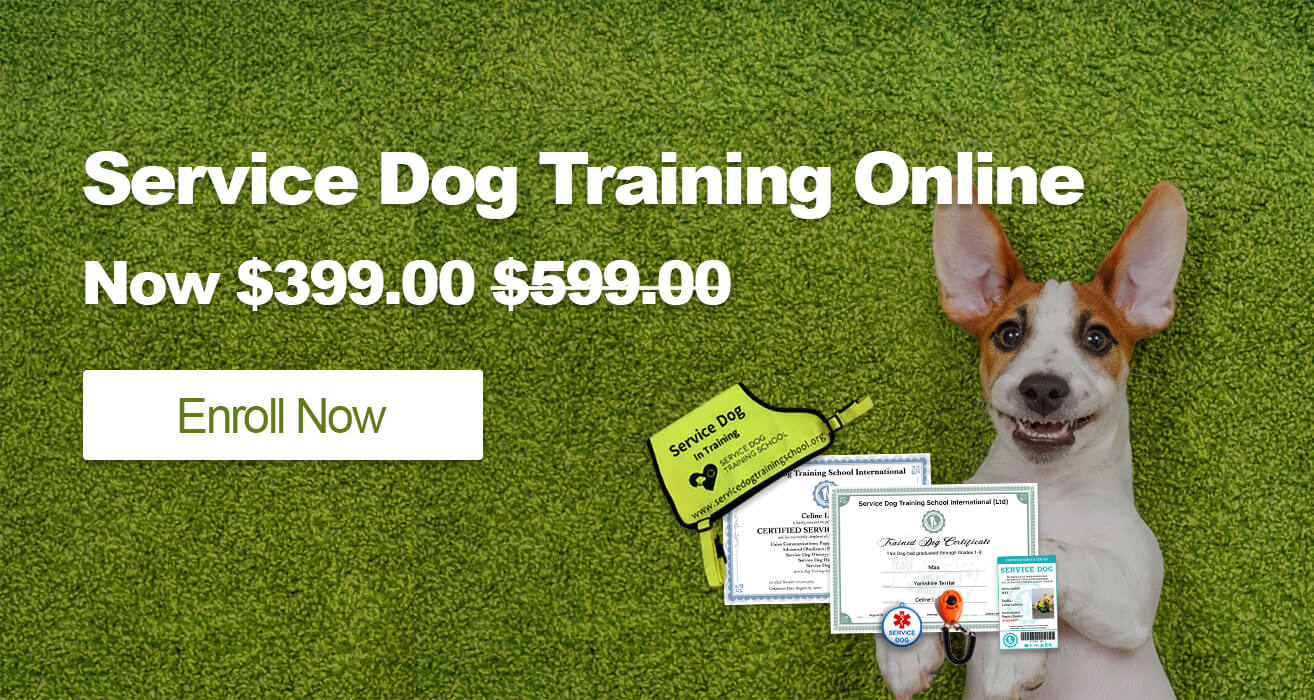 service dog training