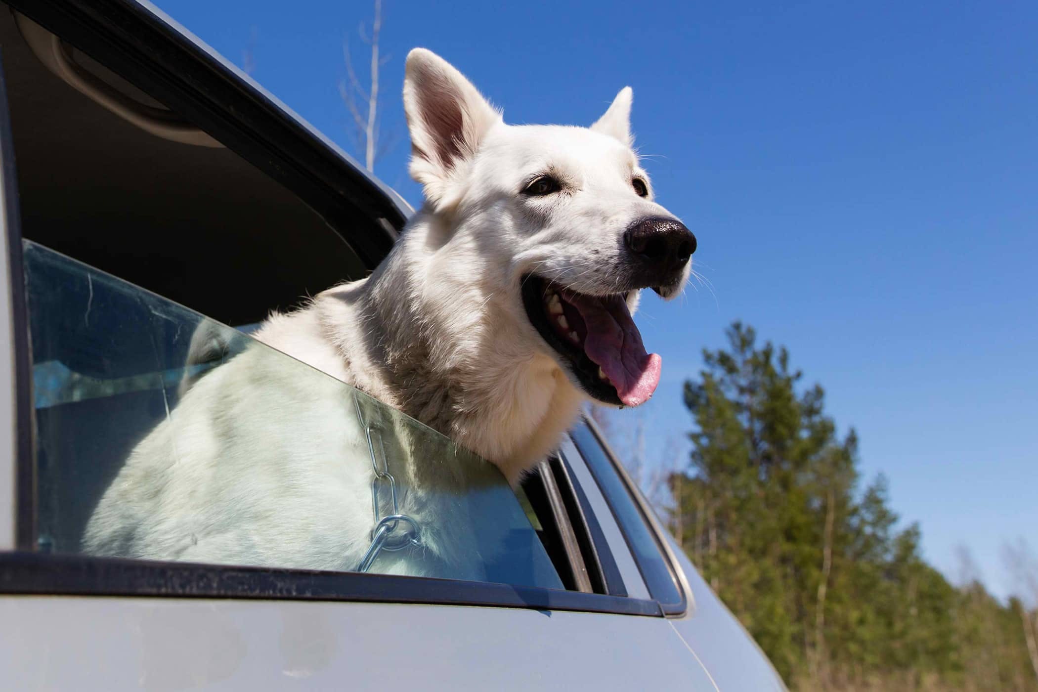 uber with dog