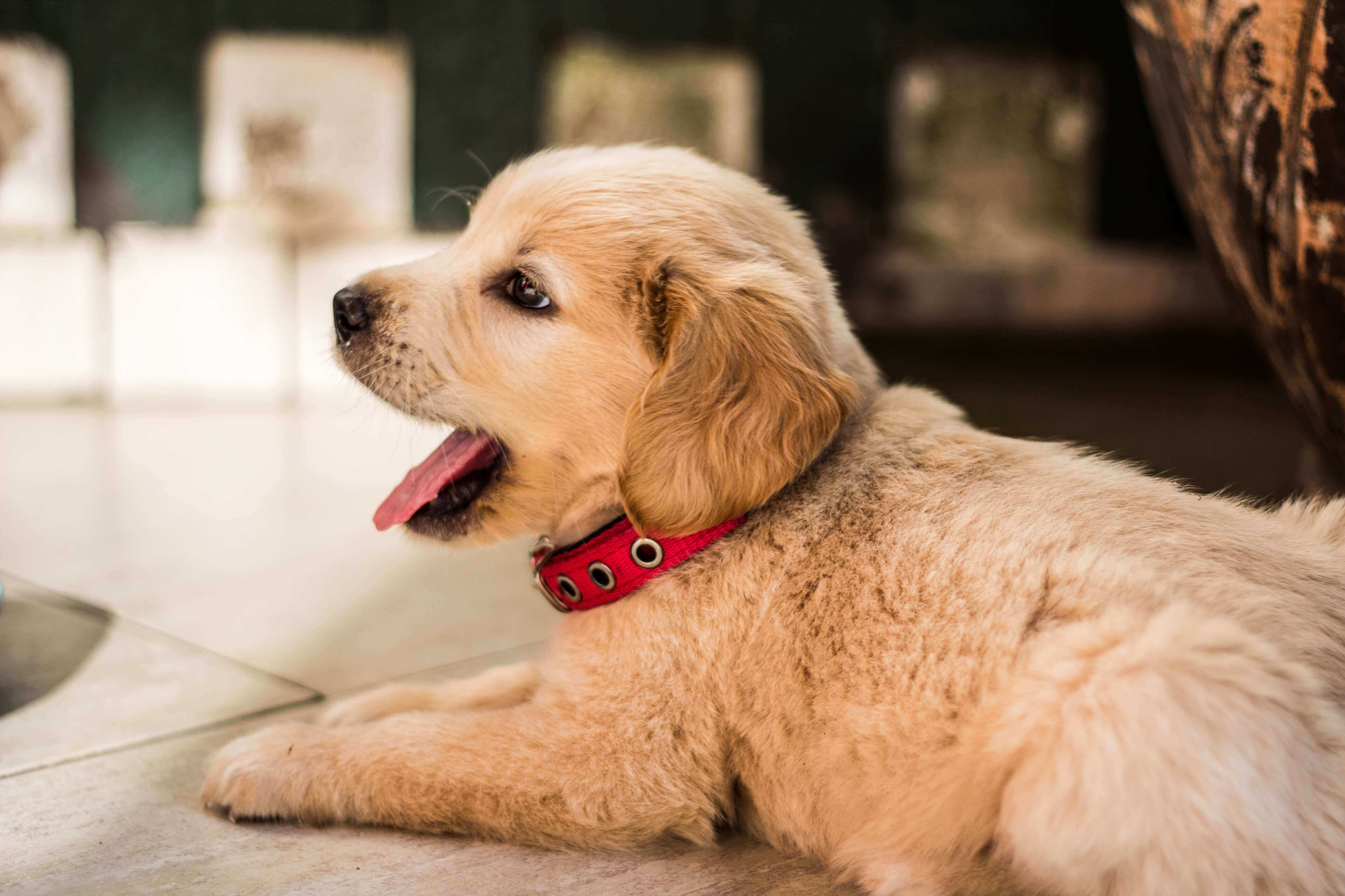 golden retriever emotional support dog