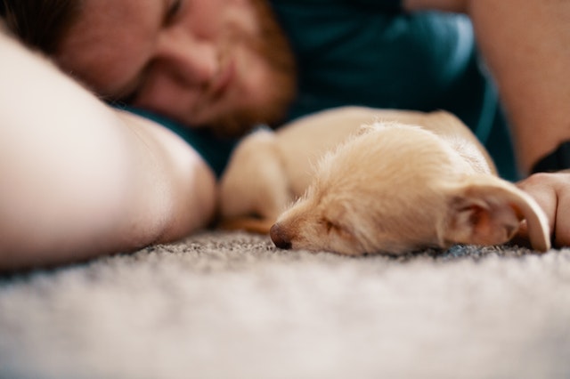 Can Service Dog Help With Sleep Disorders 