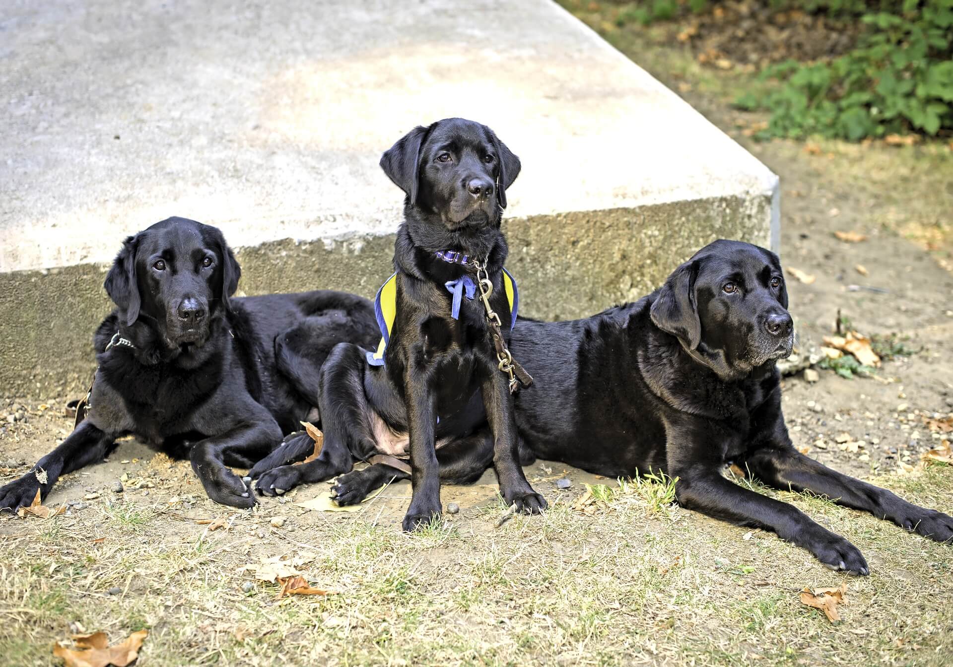 what qualifies a dog as a service dog