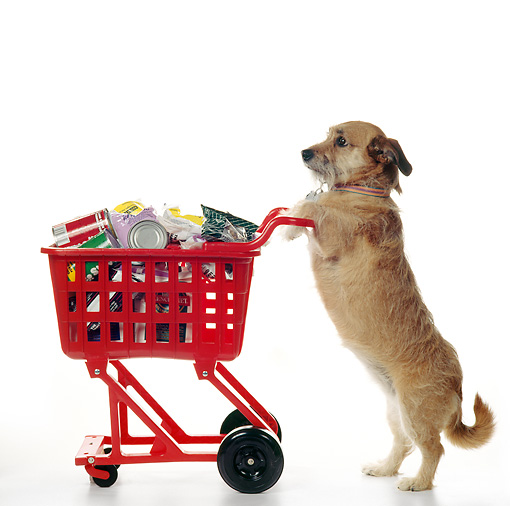 Are Dogs Allowed In Walmart In 2022? (Not So Pet Friendly...)