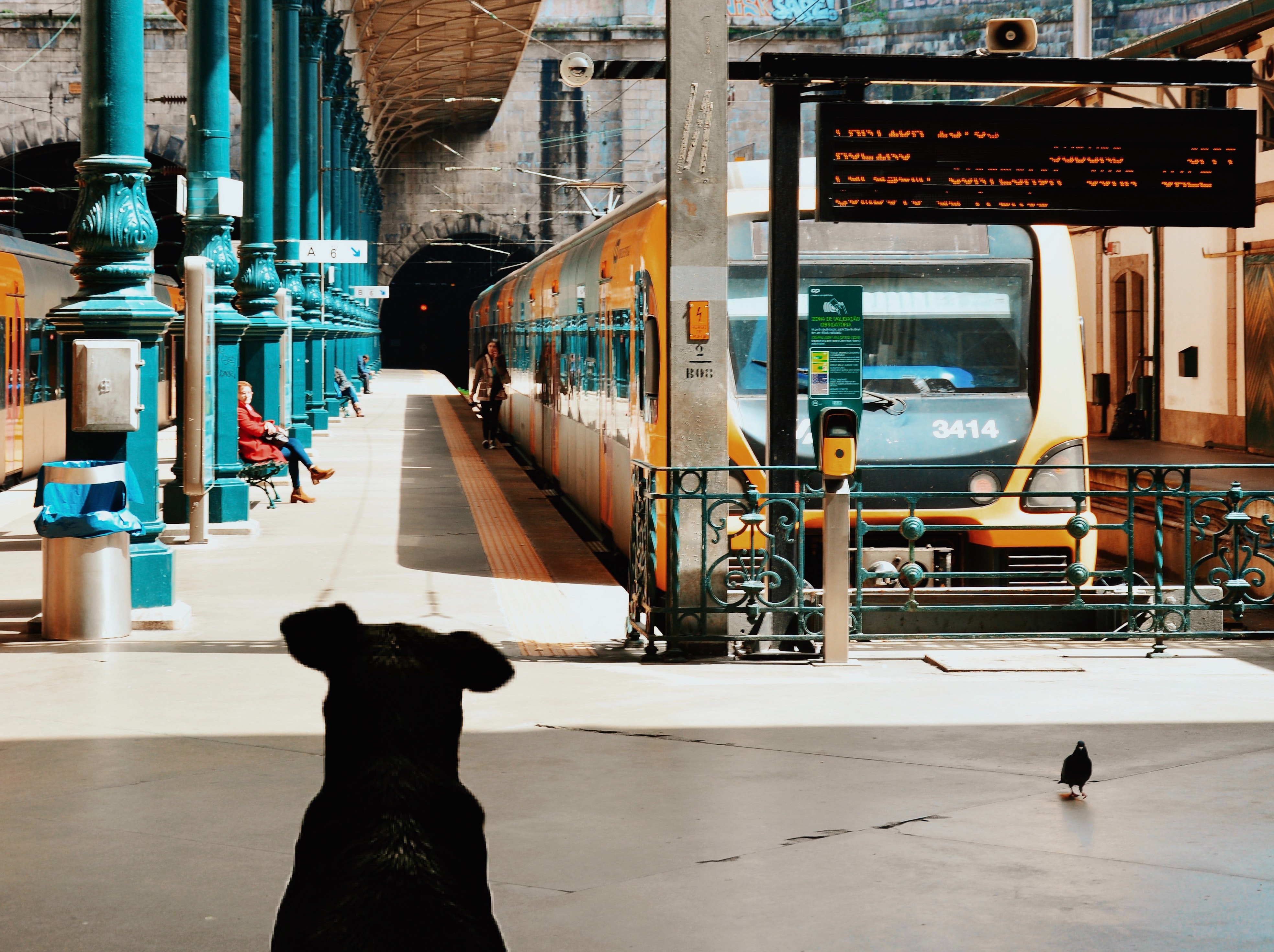 are dog allowed on amtrak