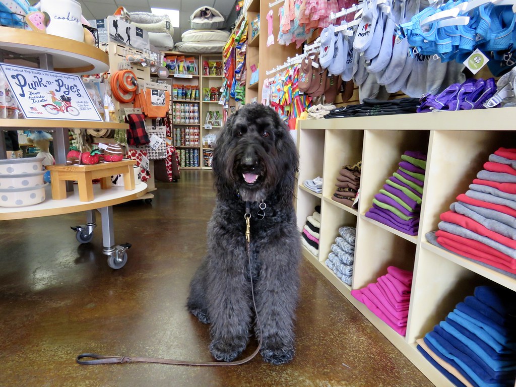 are dogs allowed inside of cabelas