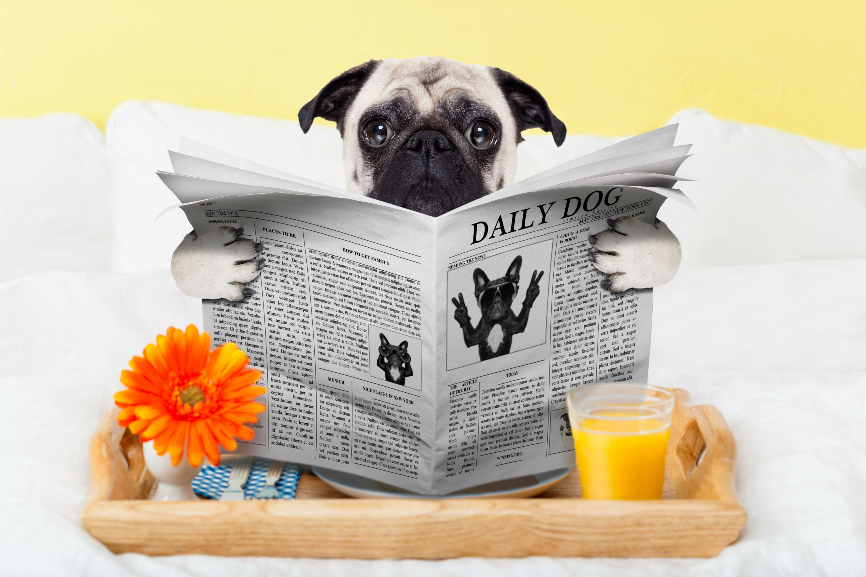 La quinta pet policy deals