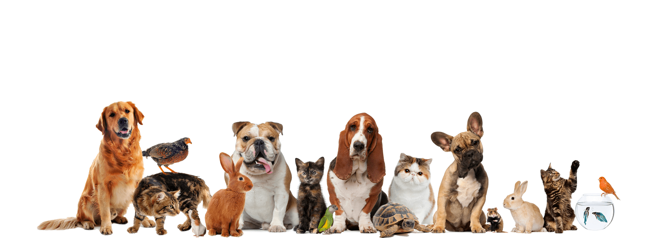 Offcial ESA Registration - ESA & Service Animal Registry