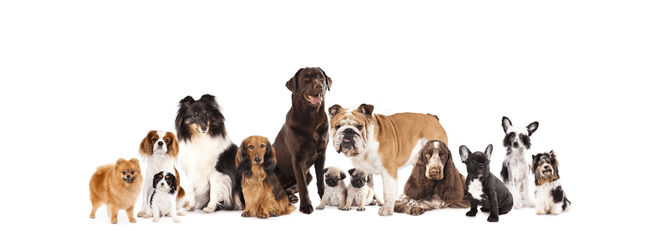 what are the different types of dog registration